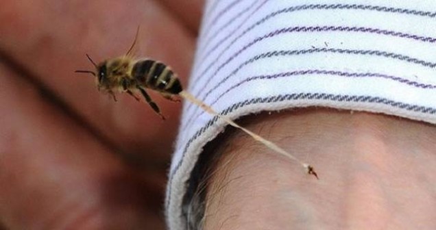 Rüyada Arı Sokması Görmek Ne Anlama Geliyor?